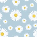 Daisies. White daisy flower seamless pattern. Chamomile on blue background